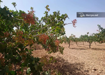 الائتلاف الوطني: نظام الأسد يسرق أملاك المهجّرين ويسطو على محاصيلهم الزراعية