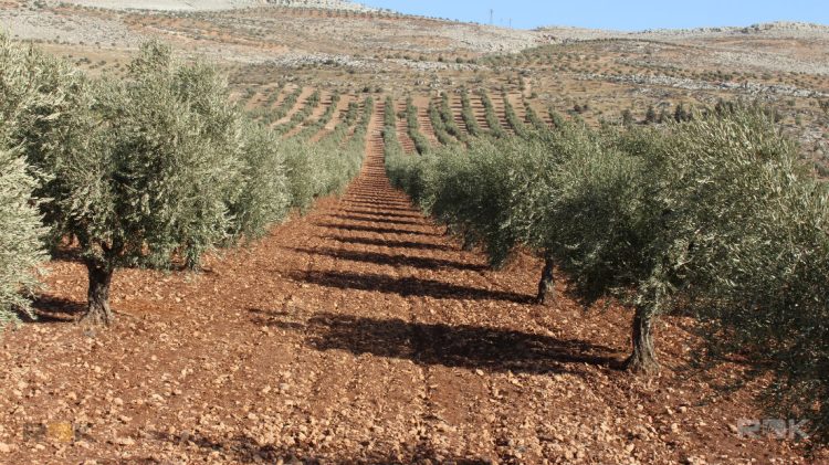 صندوق الائتمان لإعادة إعمار سورية يطلق مشروعاً زراعياً لدعم زراعة الزيتون شمال حلب